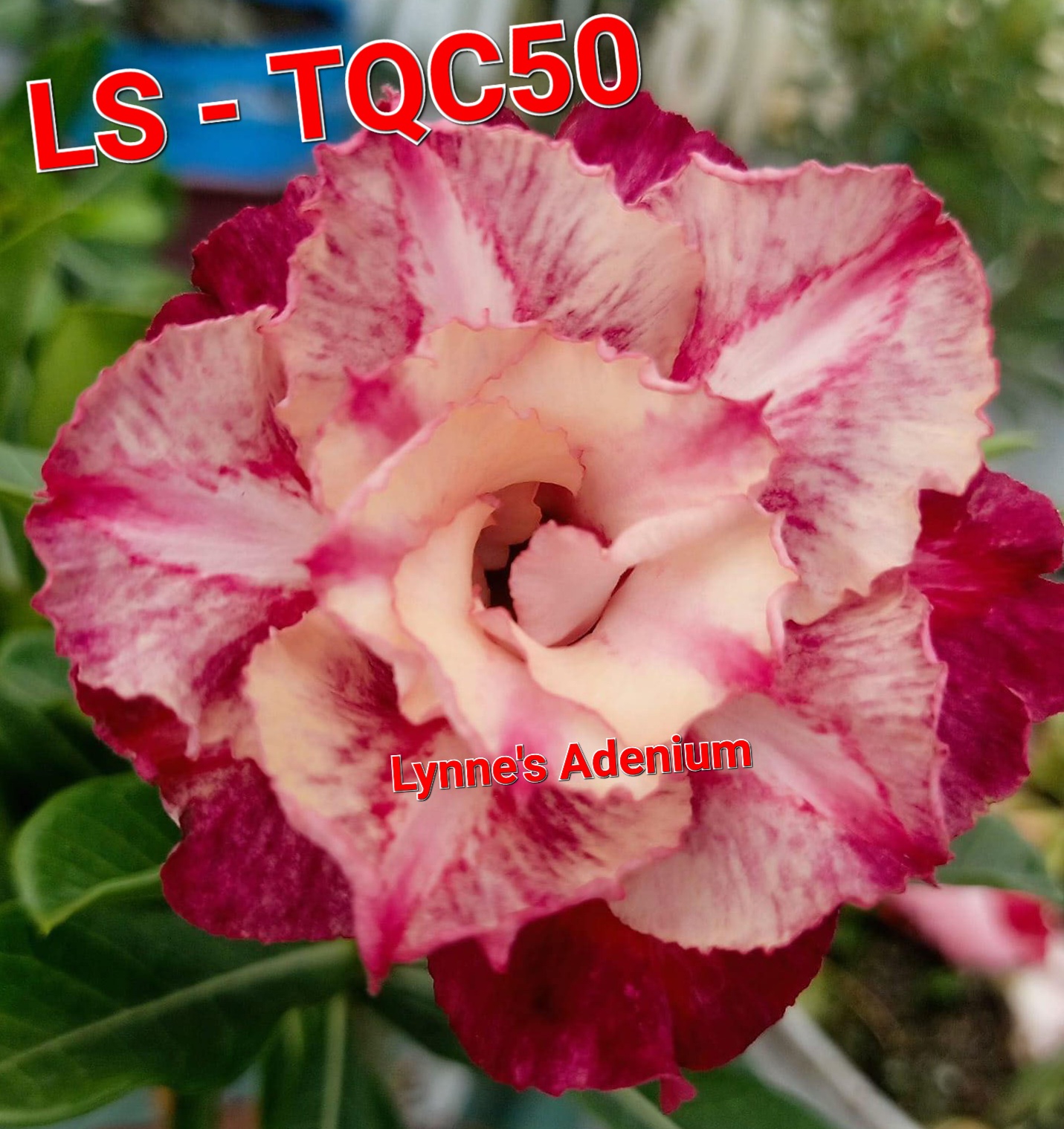 Flower