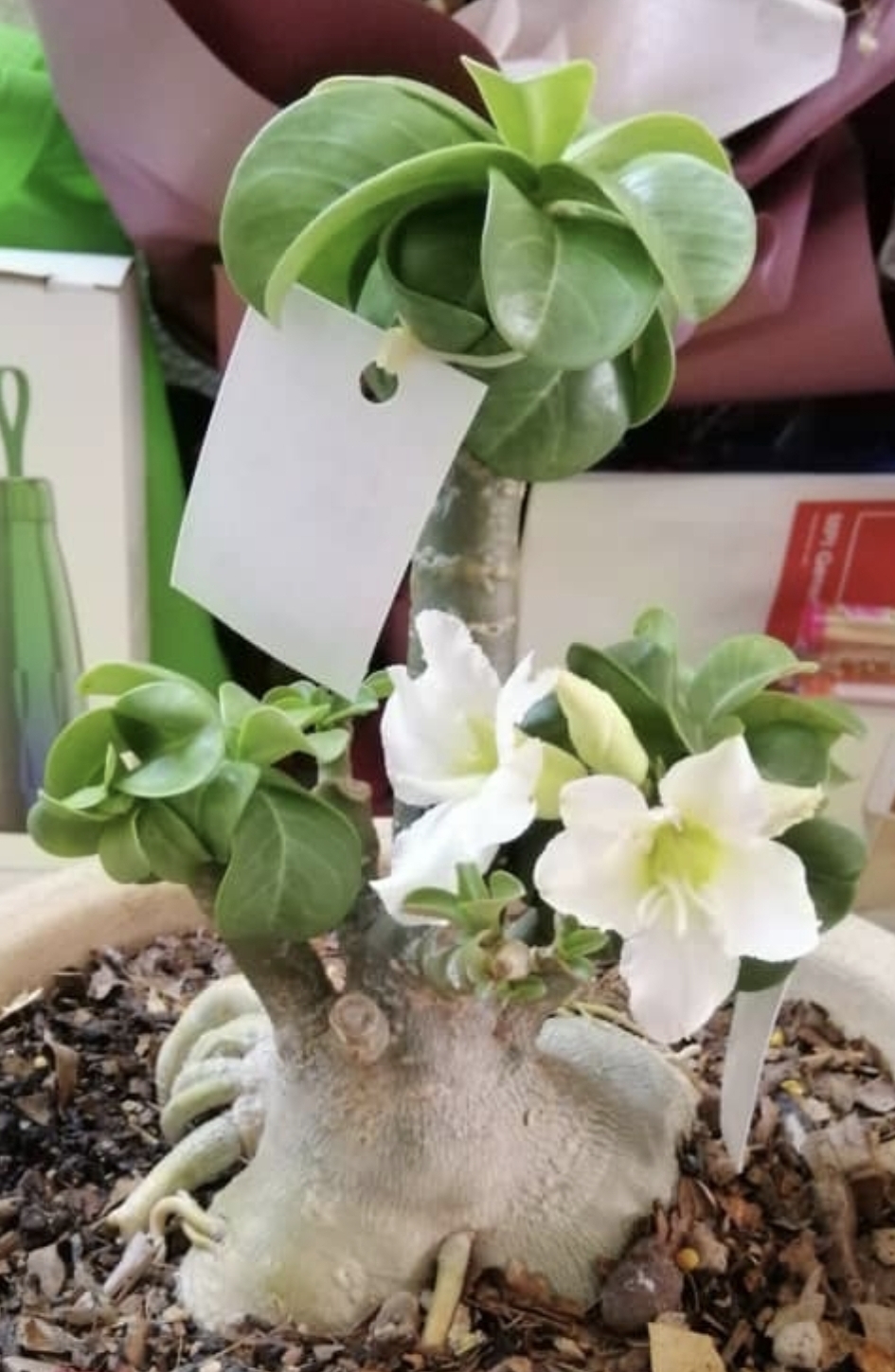 Flower