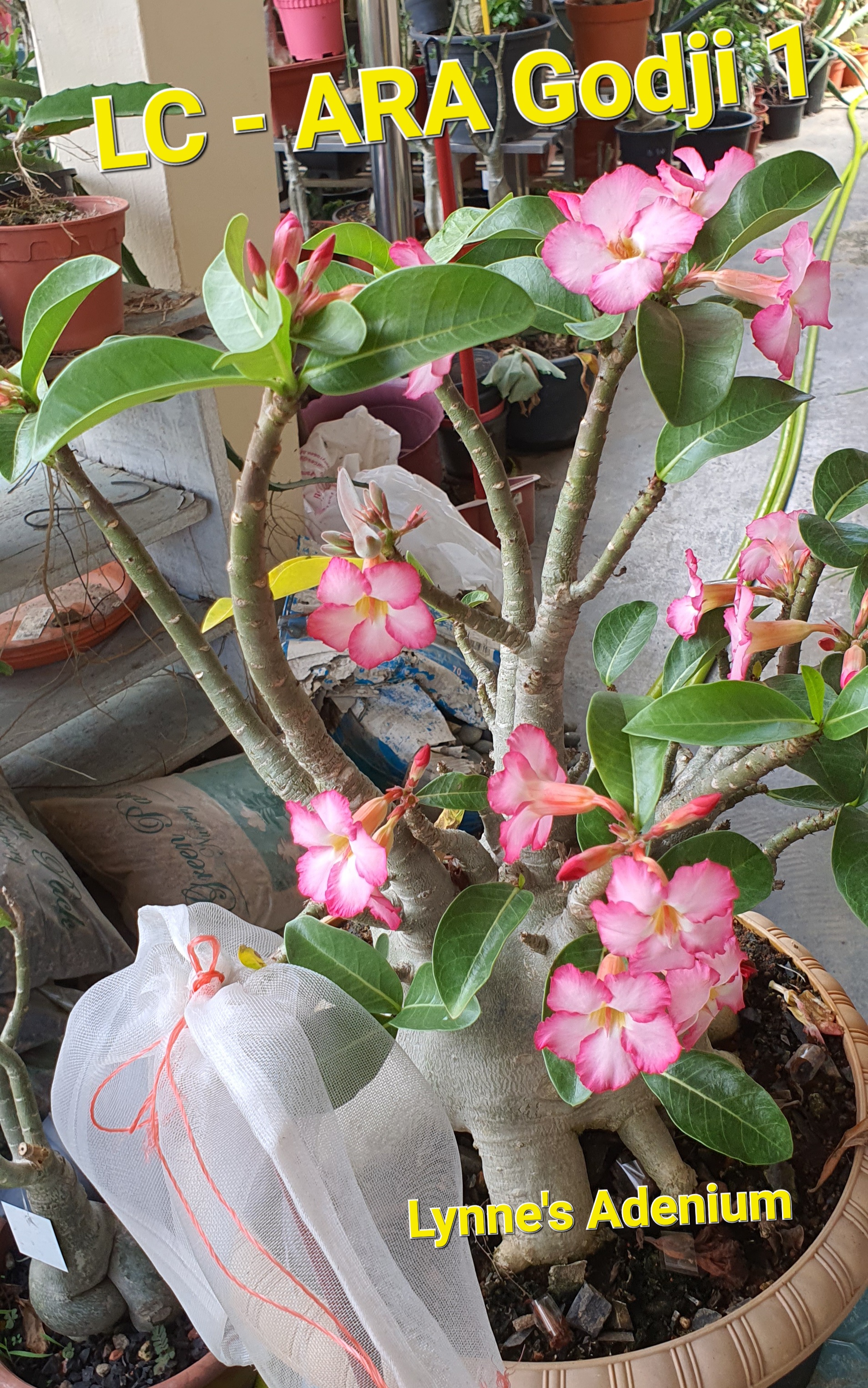 Flower