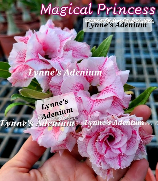 Flower