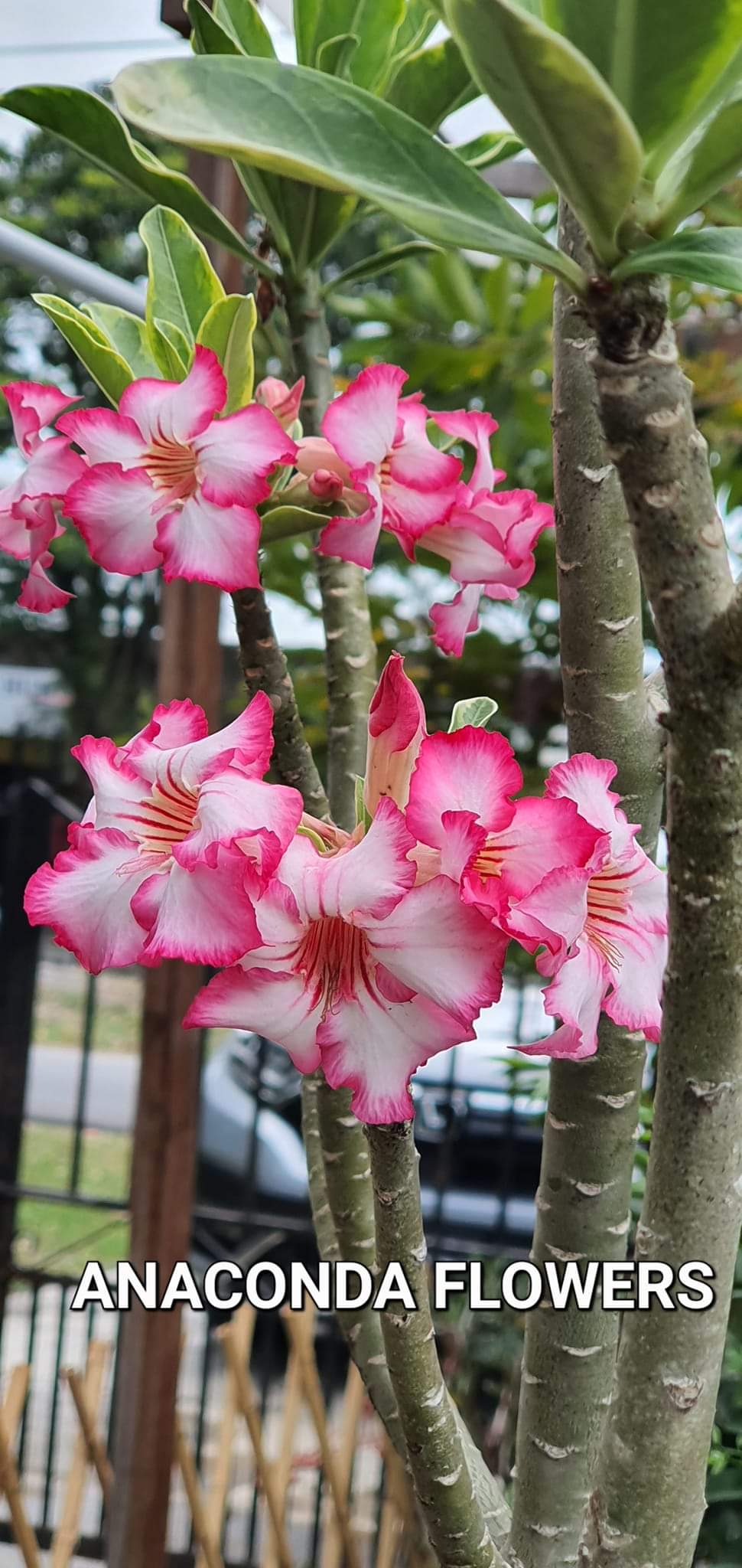 Flower