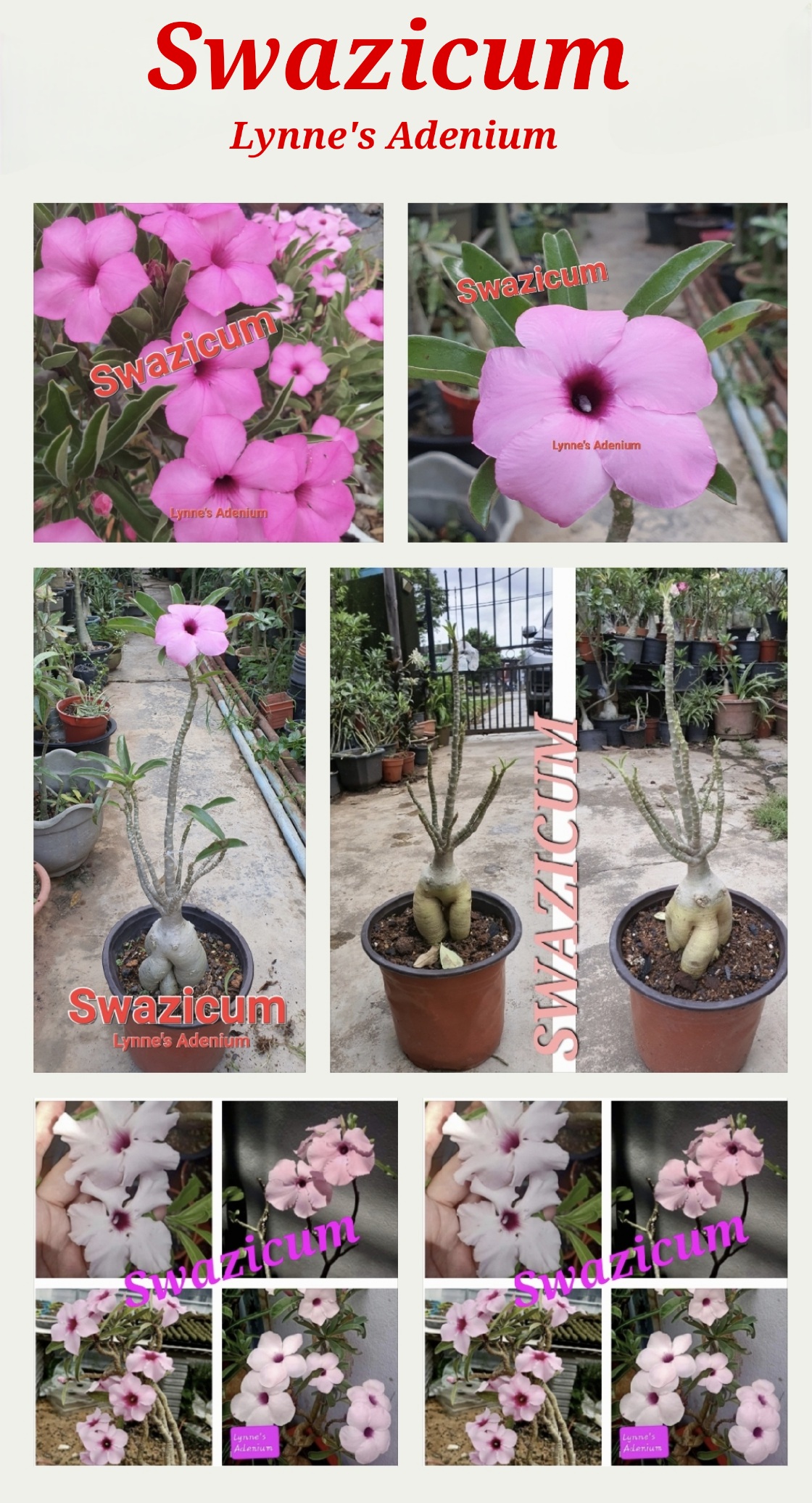 Flower