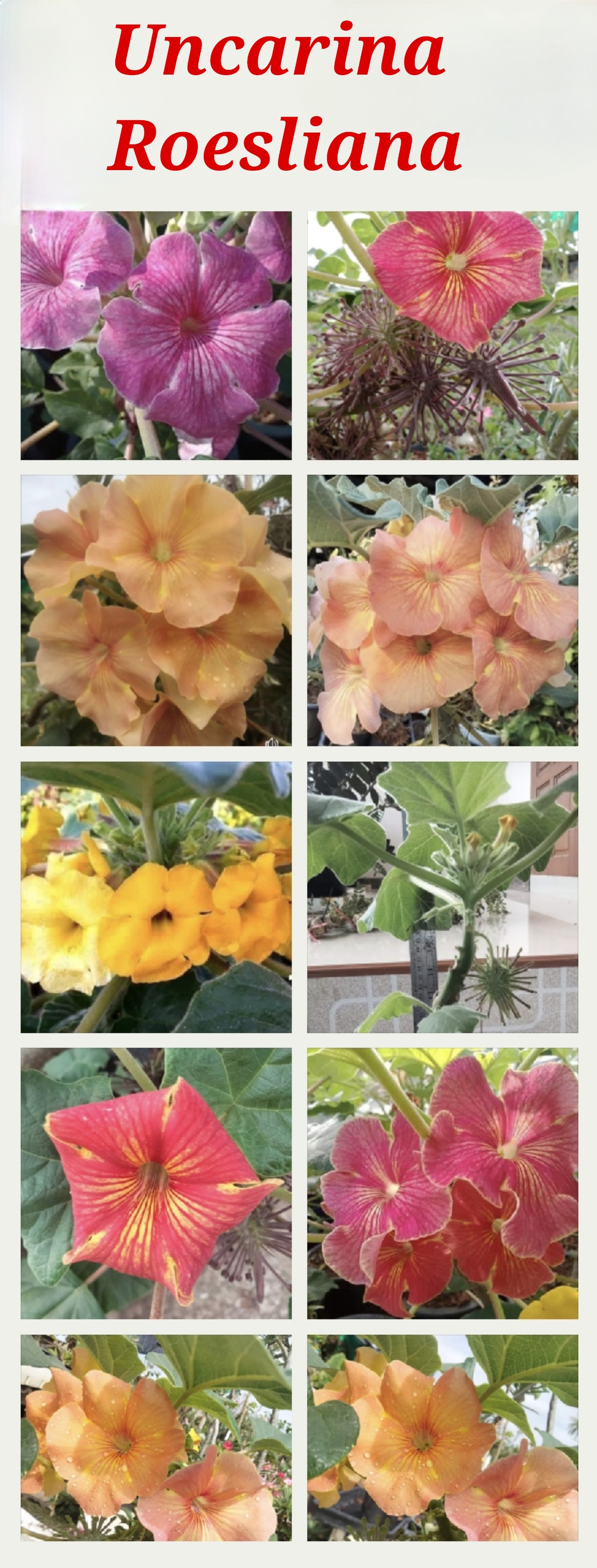 Flower